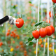 Robot holding tomato